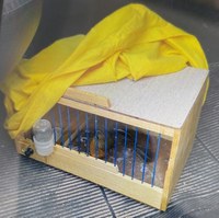 PRF resgata 03 pássaros silvestres, em Santa Maria do Pará/PA