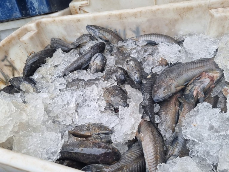 PRF apreende mais de uma tonelada de pescado sem nota fiscal, em Cachoeira do Piriá/PA