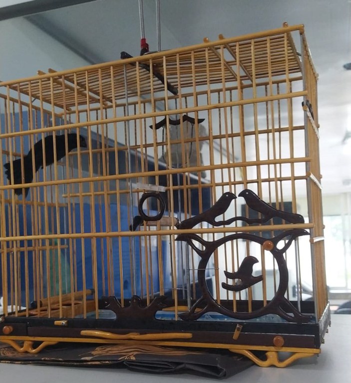 Curió Capanema PA.jpeg