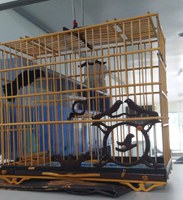 PRF resgata ave silvestre, em Capanema/PA