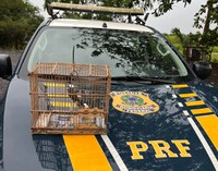 PRF resgata pássaro silvestre, em Capanema/PA