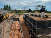 PRF apreende 242 m³ de madeira ilegal e resgata aves silvestres no Pará