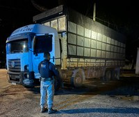 PRF apreende 35 m³ de carvão ilegal em Bom Jesus do Tocantins/PA