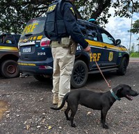 PRF resgata cachorro vítima de maus-tratos em Altamira/PA