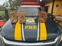 PRF resgata quatro aves silvestres em Marabá/PA