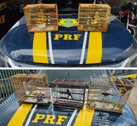 PRF resgata aves silvestres, em Marabá/PA