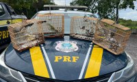 PRF resgata pássaros silvestres, em Capanema/PA