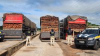 PRF apreende 196 m³ de madeira ilegal no Pará
