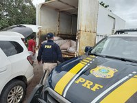 PRF apreende 900 kg de camarão em Ipixuna do Pará/PA