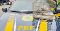 PRF resgata pássaro silvestre durante fiscalização na BR-308, em Capanema/PA