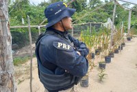 PRF, PM e PC desarticulam plantação de maconha durante operação em Ulianópolis/PA