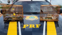 PRF resgata dois pássaros silvestres em fiscalização na BR-010, em São Miguel do Guamá/PA
