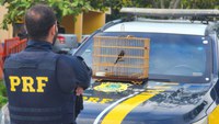 PRF resgata pássaro silvestre durante fiscalização em Capanema/PA