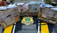 PRF resgata quatro pássaros silvestres em Capanema/PA