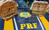 PRF resgata aves silvestres em Novo Repartimento/PA