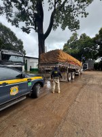 PRF apreende 20 m³ de madeira ilegal em Novo Repartimento/PA