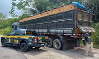 PRF apreende 47 m³ de madeira ilegal em Cachoeira do Piriá/PA