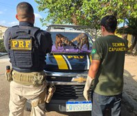PRF e Semma resgatam casal de quatis em Capanema/PA