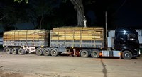 PRF apreende 240 m³ de madeira ilegal durante fiscalização na BR-153, em São Geraldo do Araguaia/PA