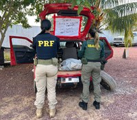 PRF resgata dez tartarugas-da-amazônia durante fiscalização na BR-230, em Itaituba/PA