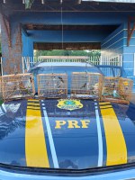 PRF flagra transporte ilegal de pássaros silvestres na BR-422, em Tucuruí/PA