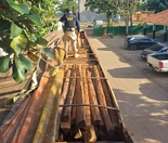 Foram encontradas divergências entre o volume e a espécie transportados e o que constava no documento florestal