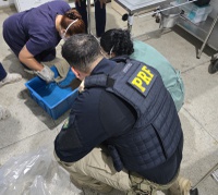 PRF resgata arraias em situação de maus-tratos na BR-316, em Castanhal/PA