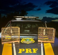 PRF flagra transporte ilegal de pássaros silvestres na BR-230 em Novo Repartimento/PA