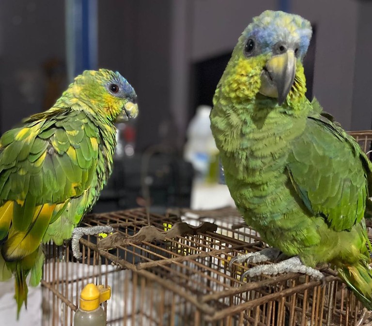 PRF apreende 07 pássaros silvestres, em Marabá/PA