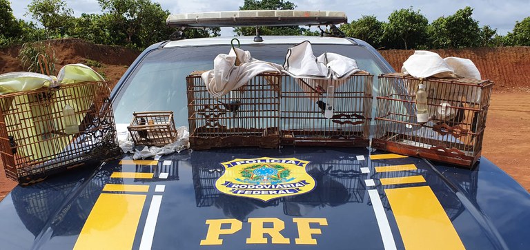 Em Medicilândia/PA, a PRF apreende cinco aves silvestres