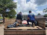 Em Santa Maria do Pará/PA, a PRF apreende 930 quilos de pescado sem procedência