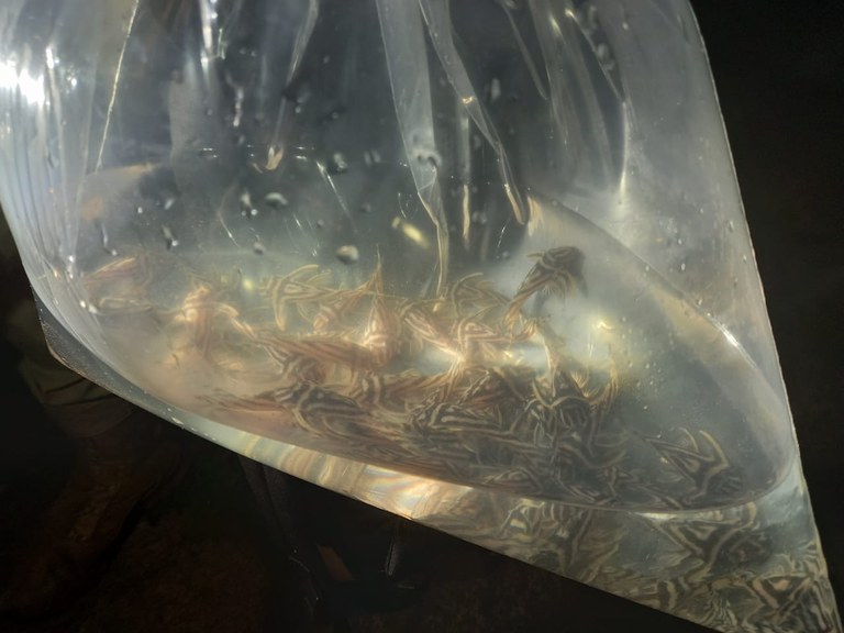 PRF e PF, em ação conjunta, apreendem 100 peixes de espécie ameaçada de extinção, no município de Altamira