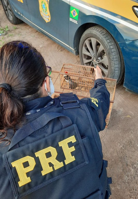 Apreensão pássaro.jpeg