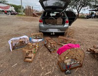 PRF resgata dez aves silvestres no município de Caldas Brandão/PB