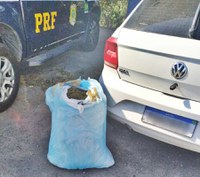 PRF apreende mais de 15 kg de maconha em Sobrado/PB nesta quarta-feira (25)