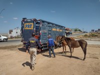 Operação Pista Não é Pasto: PRF emprega esforços na fiscalização e manuseio de animais soltos nas rodovias para evitar acidentes