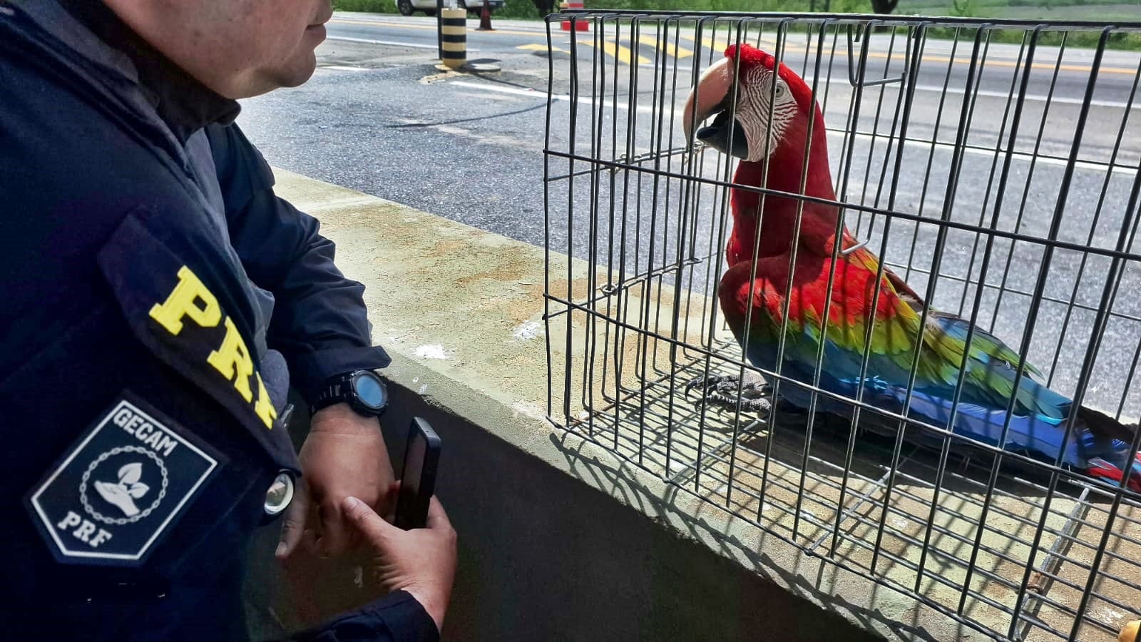 FAUNA (7).jpeg
