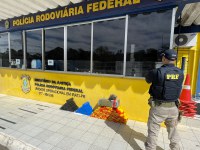 PRF apreende 106 quilos de maconha e 8 quilos de skunk em Irati (PR)