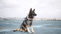 PRF busca tutor para cão policial aposentado