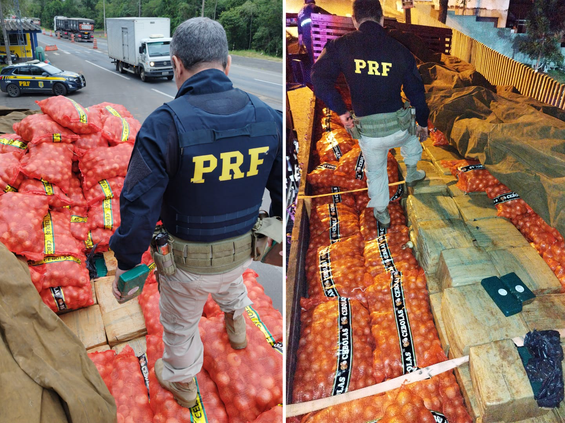 Maconha Ponta grossa