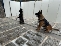 PRF apreende mais de 100 quilos de maconha dentro de portas de madeira no Paraná