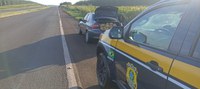 PRF prende mulher transportando 300 quilos de maconha no noroeste do Paraná