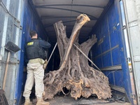 PRF apreende oliveiras contrabandeadas no Paraná