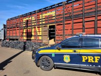 PRF apreende caminhão boiadeiro com 3 toneladas de maconha no Paraná