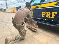 PRF resgata pássaros silvestres durante abordagem na BR-407