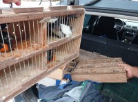 PRF apreende adolescente com 44 pássaros silvestres em Recife