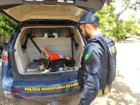 Após escapar de atropelamento, cachorro debilitado é resgatado na BR 232, no Recife