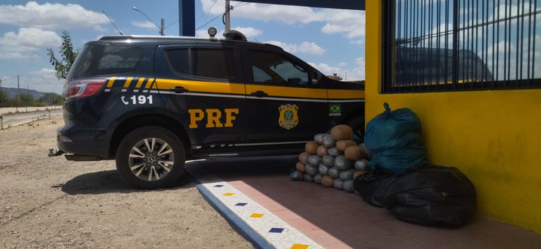 maconha sertania.jpg