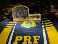 PRF resgata cinco “Papa Capim” transportados ilegalmente pela BR-428