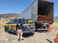 Carga de madeira irregular é retida pela PRF em Belém de São Francisco